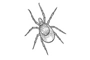 Mite insect sketch engraving vector
