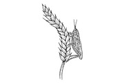 Wheat ear spikelet with Locust