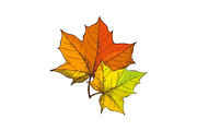 Maple Leaves Symbolic Isolated Icons