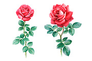 Watercolor illustrations of rose