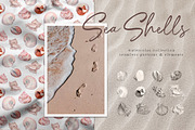 Sea shells - watercolor collection