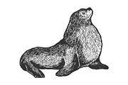 Sea lion animal sketch engraving