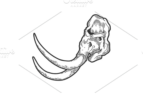 Mammoth skull sketch engraving