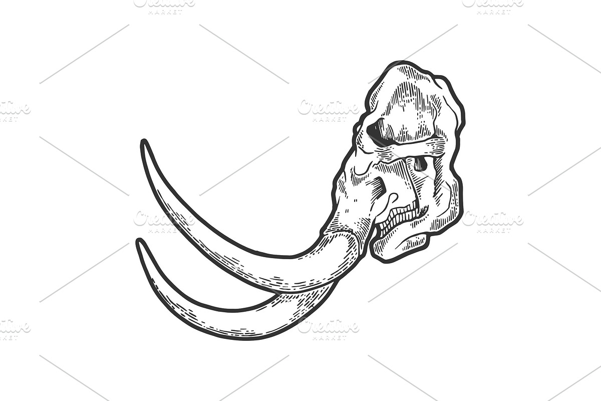 Mammoth skull sketch engraving in Illustrations - product preview 8