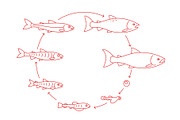 Round stages of salmon fish growth