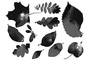 set of leaves | JPEG