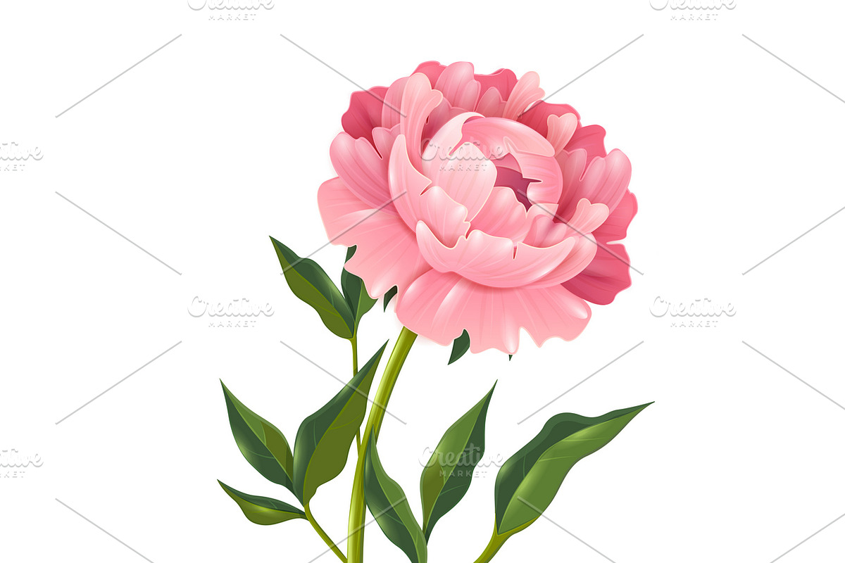 Single peony flower in Illustrations - product preview 8