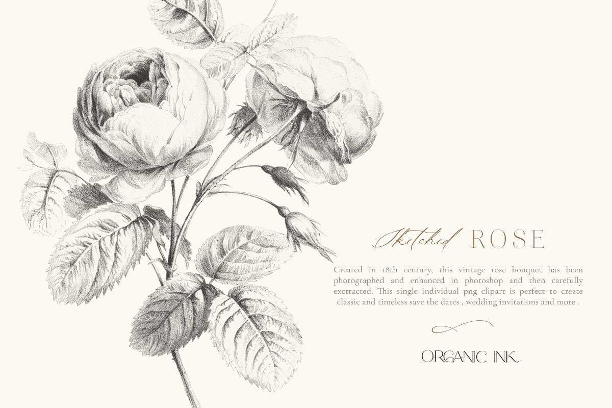 Sketched Rose Single vintage clipart in Illustrations - product preview 8