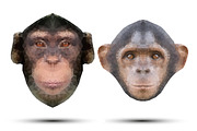 Monkey portraits in triangular style