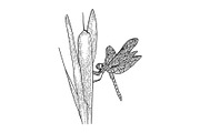 Dragonfly on reeds sketch vector