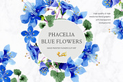 Phacelia or Bellflowers watercolor