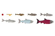 Life cycle of the Atlantic Salmon