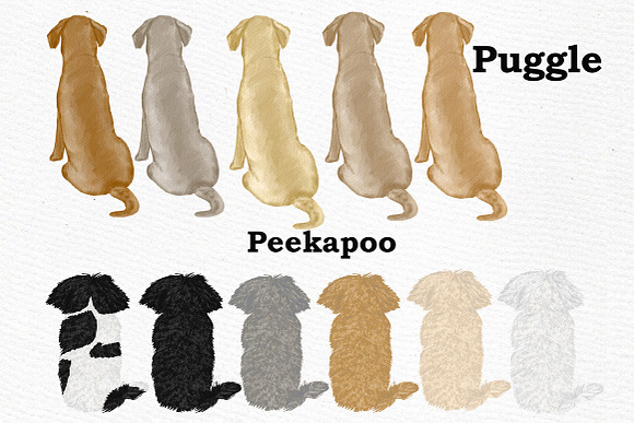 Dog Clipart, Dog breeds, Pet clipart in Illustrations - product preview 5