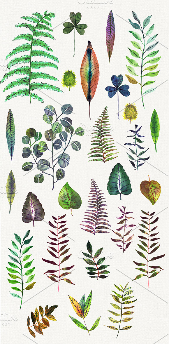 Botanical watercolor leaves set in Illustrations - product preview 9