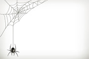 Spider and web, horizontal template