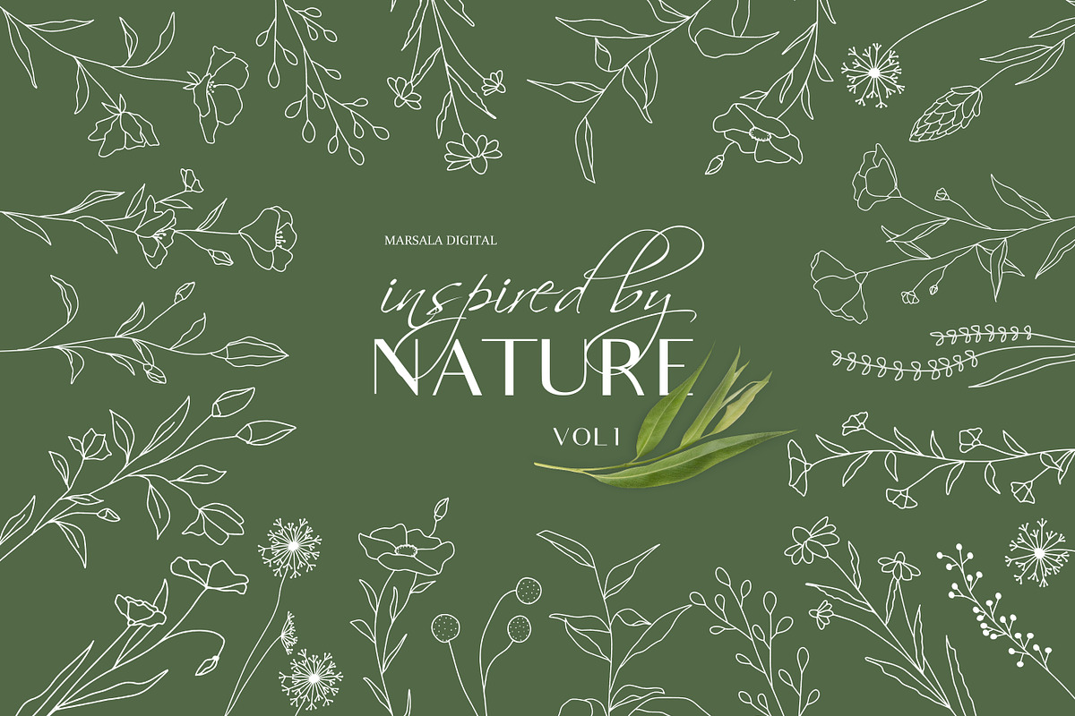 Botanical Line Illustrations Vol1 in Illustrations - product preview 8