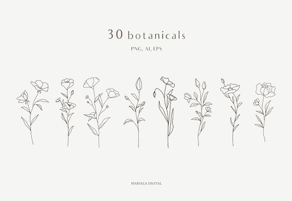Botanical Line Illustrations Vol1 in Illustrations - product preview 1