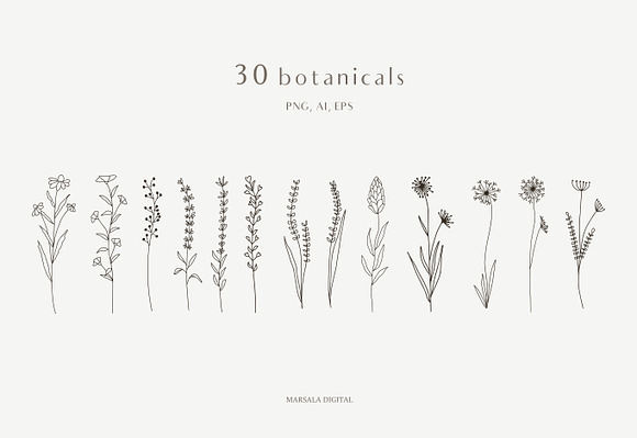 Botanical Line Illustrations Vol1 in Illustrations - product preview 2