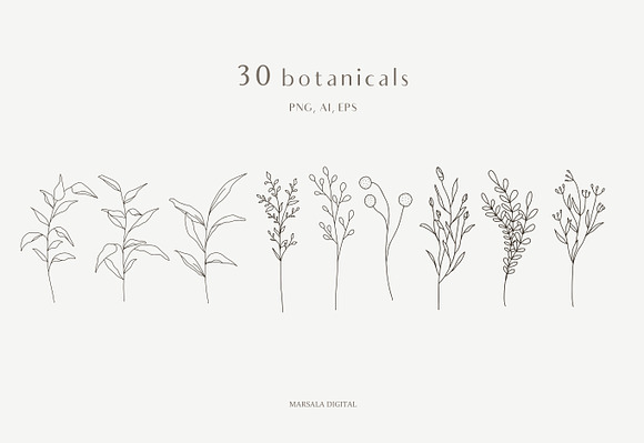 Botanical Line Illustrations Vol1 in Illustrations - product preview 3