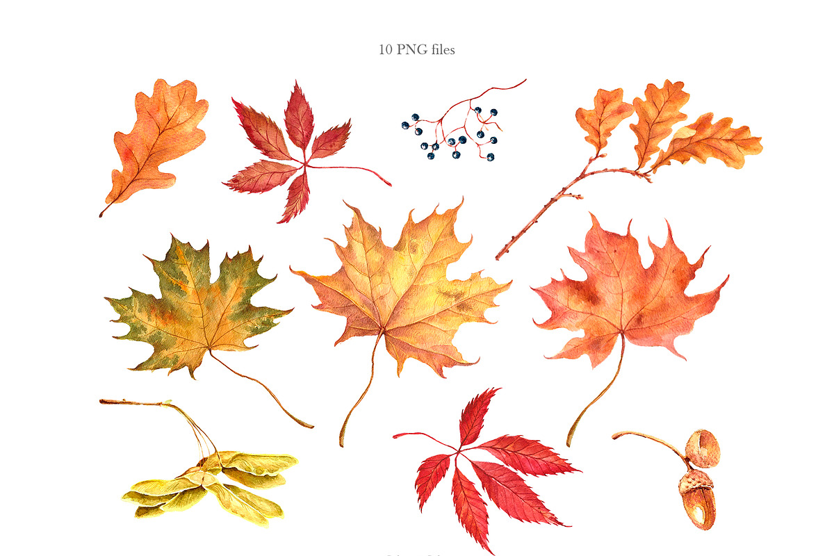 Watercolor fall leaves in Illustrations - product preview 8