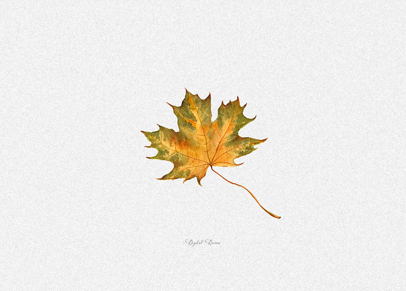 Watercolor fall leaves in Illustrations - product preview 3