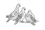 Pigeons birds sketch vector