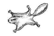 Flying squirrel animal sketch vector