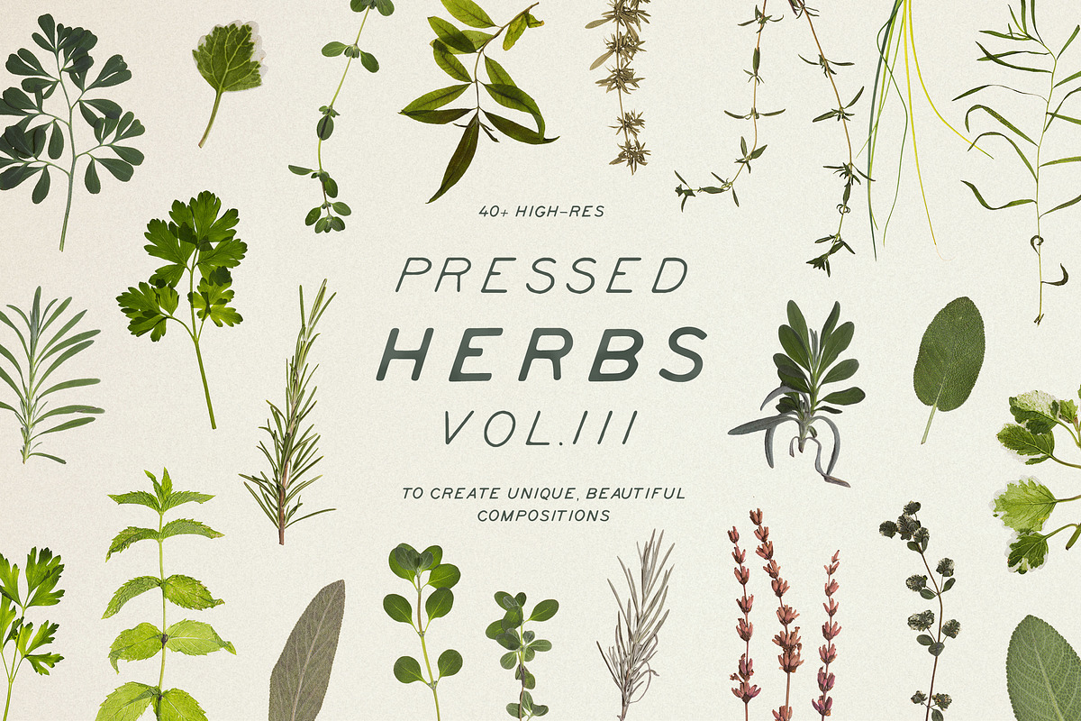 Pressed Dry Herbs Vol.3 in Objects - product preview 8