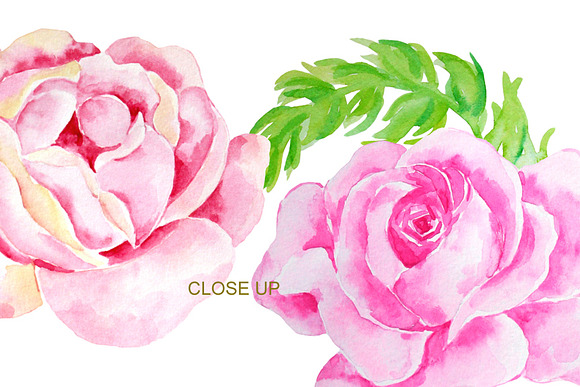 Watercolor Classic Rose Clip Art in Illustrations - product preview 2