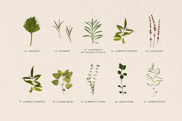 Pressed Dry Herbs Vol.3 in Objects - product preview 2