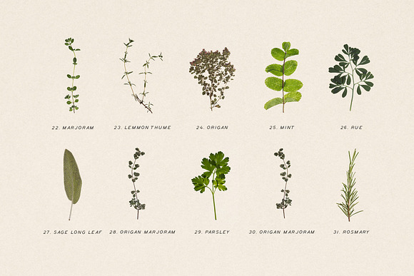Pressed Dry Herbs Vol.3 in Objects - product preview 3