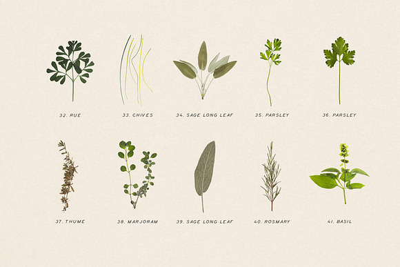 Pressed Dry Herbs Vol.3 in Objects - product preview 4