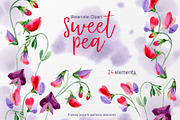 Watercolor Flowers Sweet Pea PNG