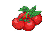 Tomato sketch engraving vector