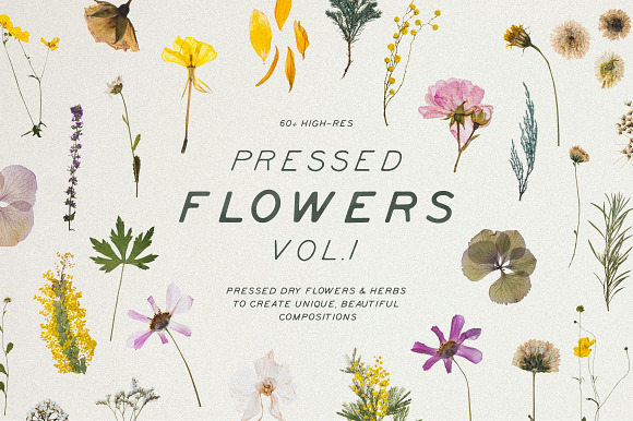 Pressed Dry Flowers & Herbs Vol.1 in Scene Creator Mockups - product preview 6