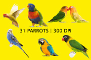 Parrots Clipart PNG Files