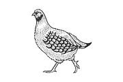 Partridge bird sketch engraving