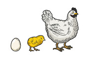 Egg chicken and hen sketch vector