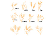 Cereals icon set with rice. Hand