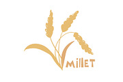 Illustration of pearl millet plant