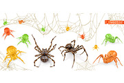 Multicolored spiders, web. Vectors