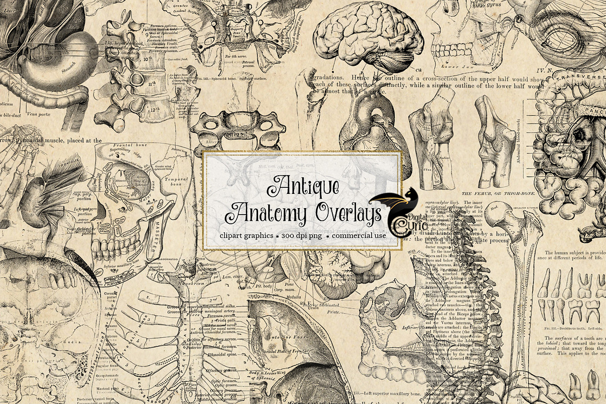 Antique Anatomy Overlays in Illustrations - product preview 8