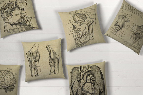 Antique Anatomy Overlays in Illustrations - product preview 3