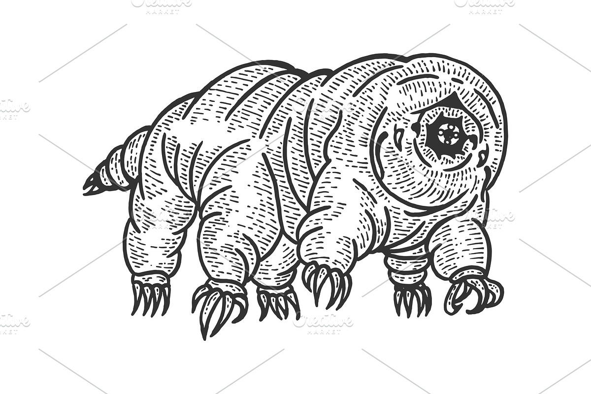 Tardigrade water bear sketch in Illustrations - product preview 8