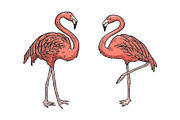 Flamingo bird color sketch engraving