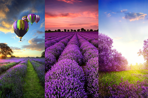 200 Lavender Photo Overlays BUNDLE in Objects - product preview 7