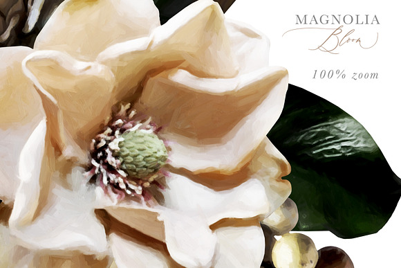 Magnolia Bloom Flowers & Monograms in Illustrations - product preview 12