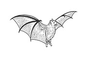 Flying bat sketch engraving vector