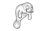 Manatee animal sketch engraving