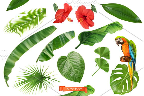 Tropical leaves, parrot, background in Illustrations - product preview 2